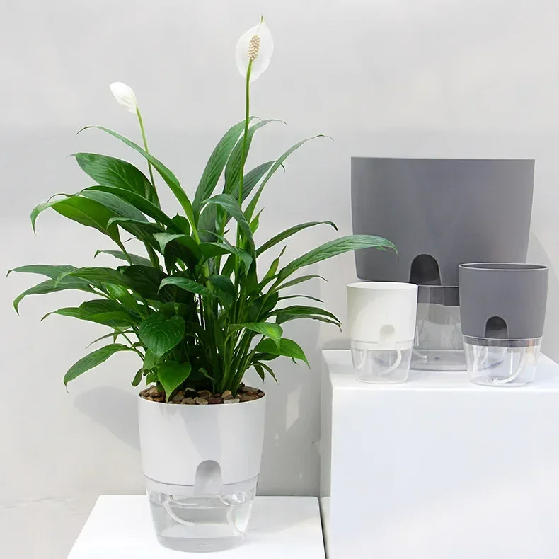 Transparent Double Layer Plast - Aloe Vera Pot ulasan dan harga