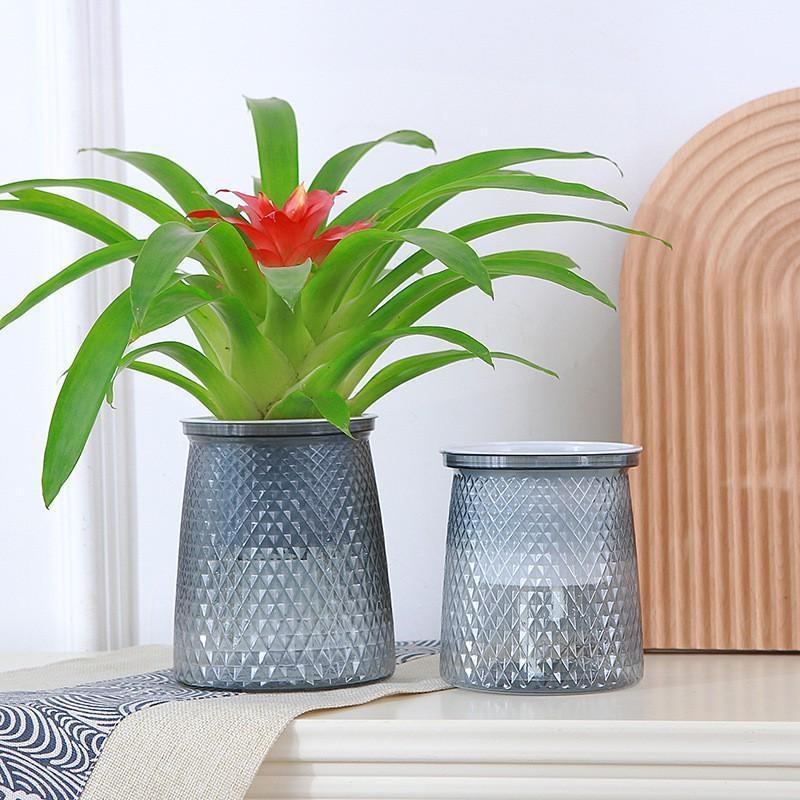 2024 Transparent Self Watering - Aloe Vera Pot ulasan dan harga