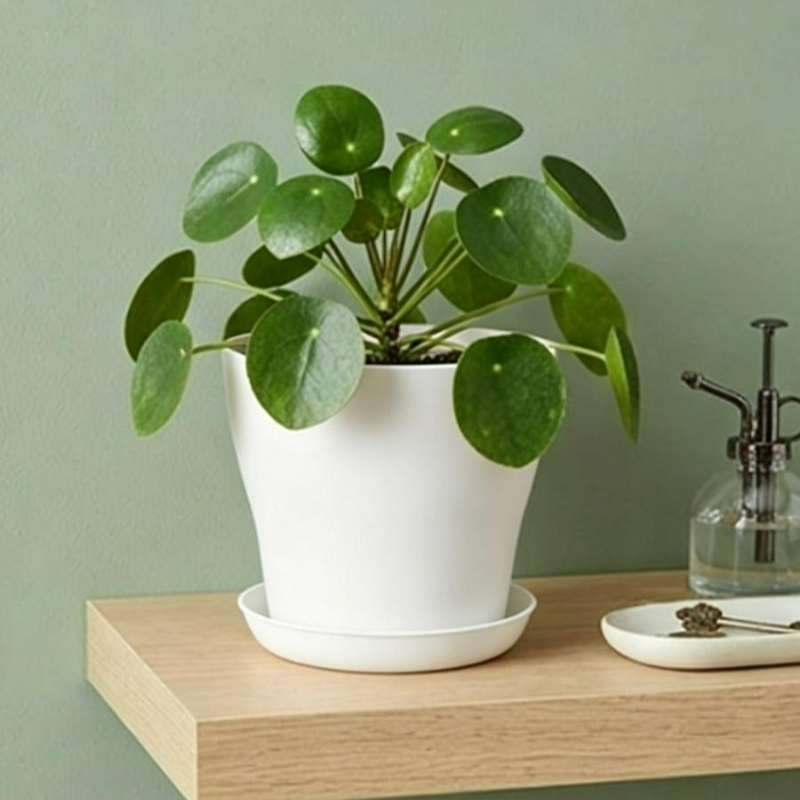 Plant Pot Set with Drainage Ho - Aloe Vera Pot ulasan dan harga