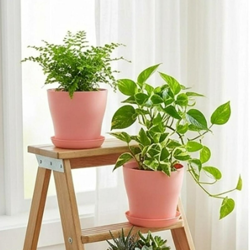 Plant Pot Set with Drainage Ho - Aloe Vera Pot ulasan dan harga