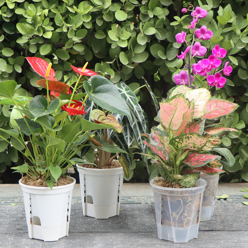 5pcs Transparent Orchid Pot wi - Aloe Vera Pot ulasan dan harga